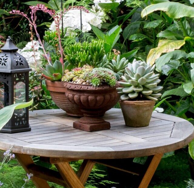 11 gorgeous patio plants (1)